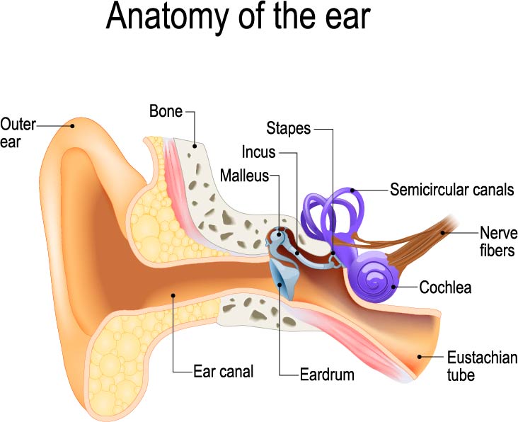 Labeled diagram of ear anatomy