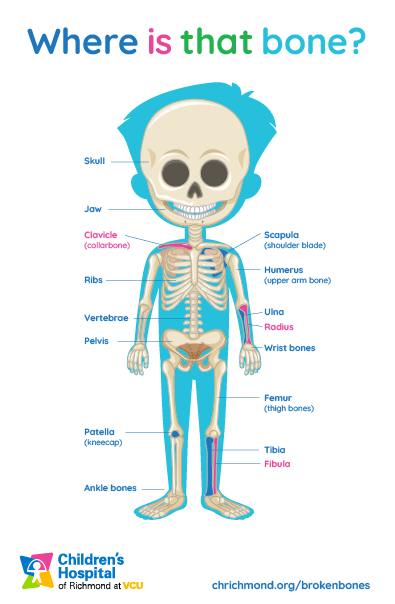 Where are bones in children diagram 