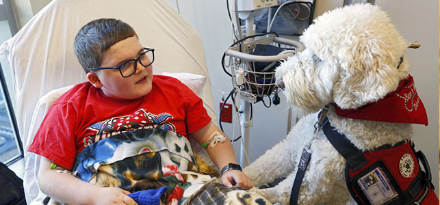 A child and his dog